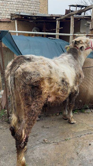 Abliko buqa sotiladi