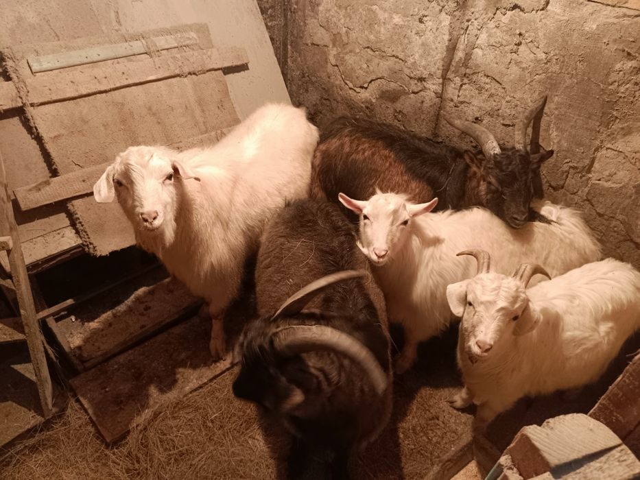 Продам стадо коз