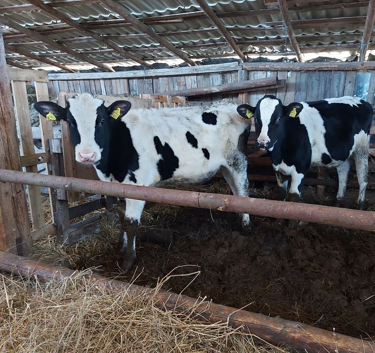 Vand juninci holstein