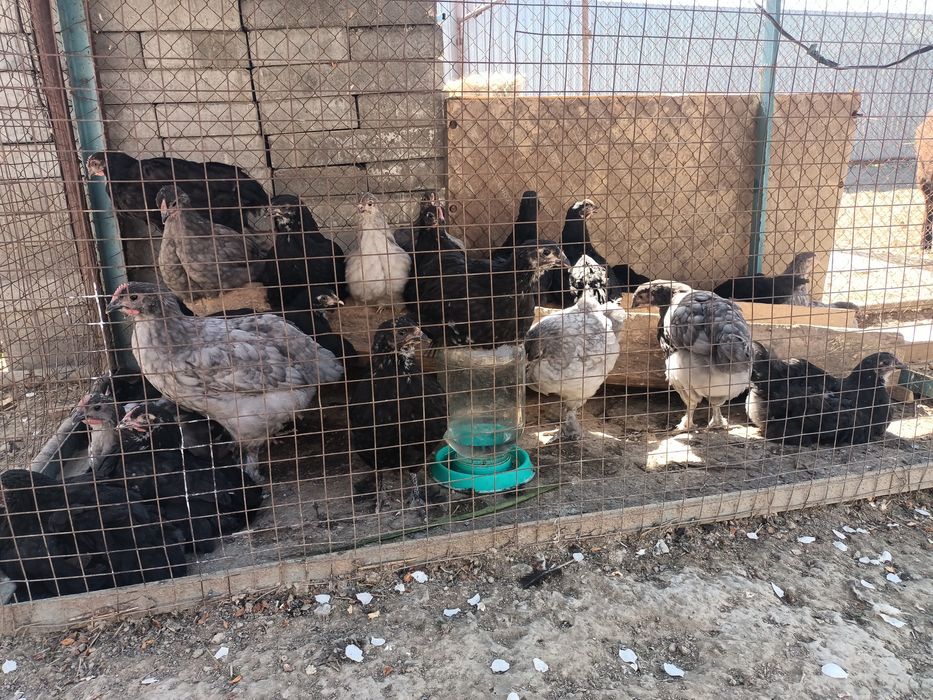 Жержинск гигантын шожелер