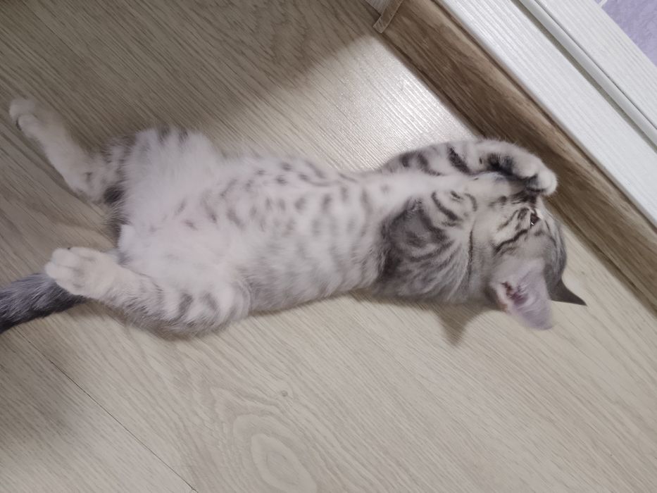 Отдам бесплатно котёнка.