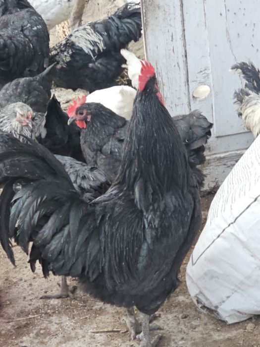 Австралорп хурозлари сотилади ( 4 та бор)