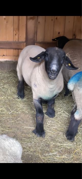 Berbec suffolk de vanzare