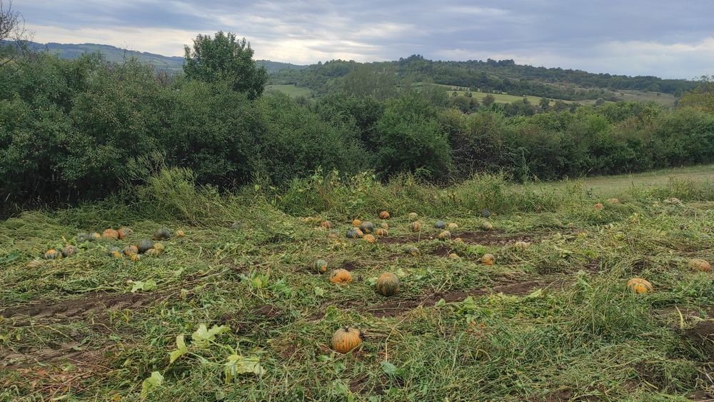Ulei dovleac  calitate foarte buna