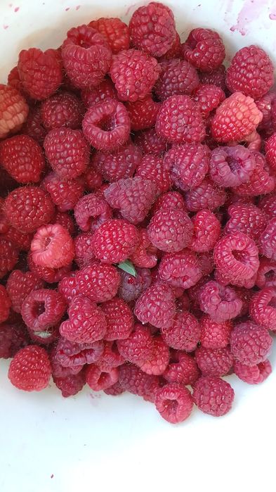 Продажи малина сорт полька очень сладкая