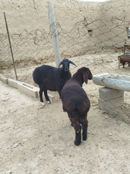 Quzilar sotiladi 2500mlndan 3mln500mingacha bor