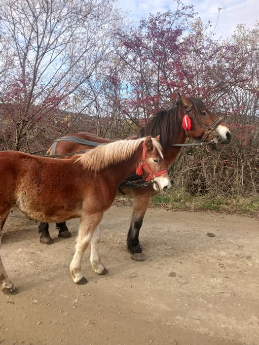 Vand manză de 7 luni
