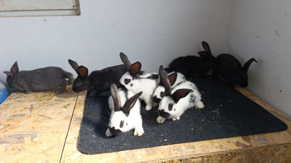 Iepuri fluture german