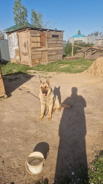 Вязка собака овчарка