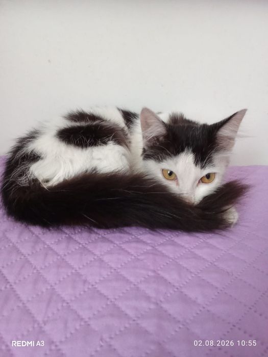 Пристраеваем котенка
