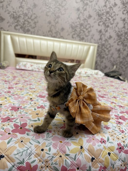В добрые руки девочка