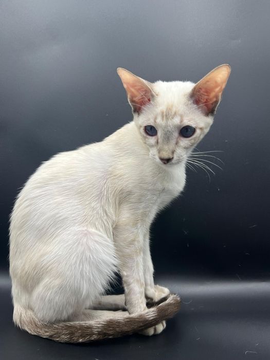 Петерболды котята