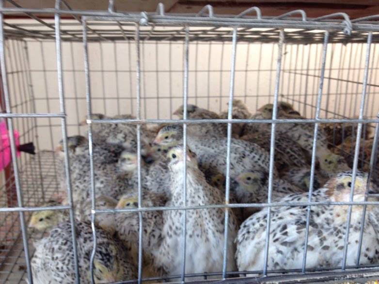 Prepelite pentru carne-Jumbo White (Coturnix Coturnix)