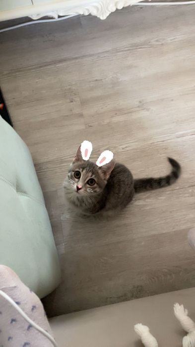кошку в хорошие руки