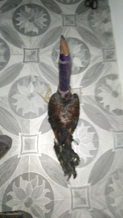 Хуроз учун макет сотилади