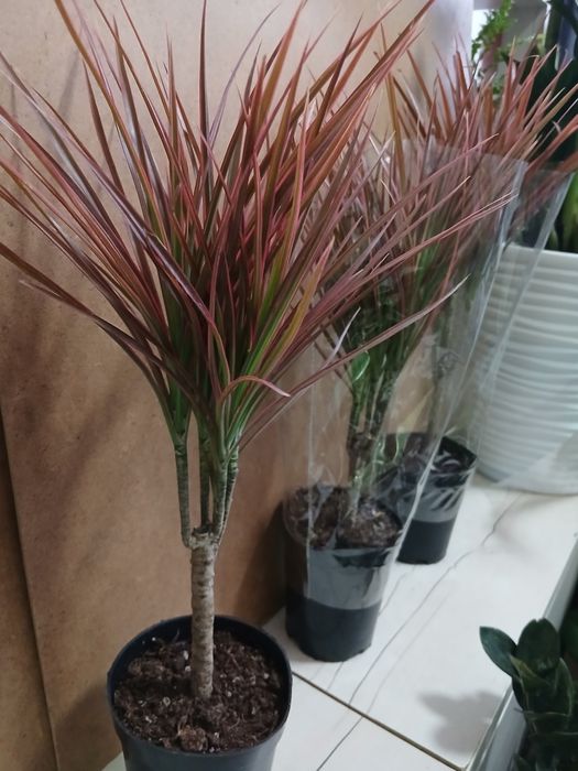 Драцена новое поступление