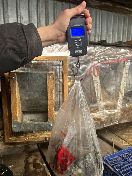 Продам крольчат фландер.