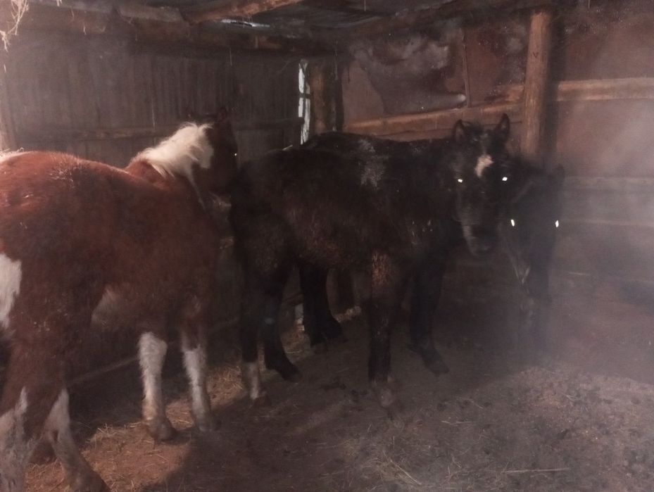 Продам  жеребят!