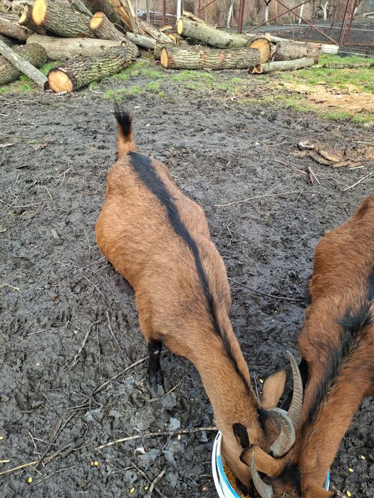 capra alpina franceza