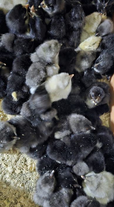 Продаются суточные цыплята