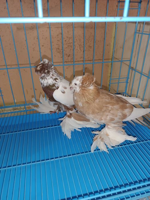 Продаются Бухарские барабанщики