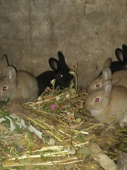 Продаю крольчат.