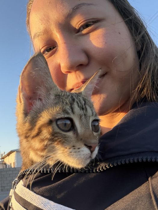Котенок бесплатно