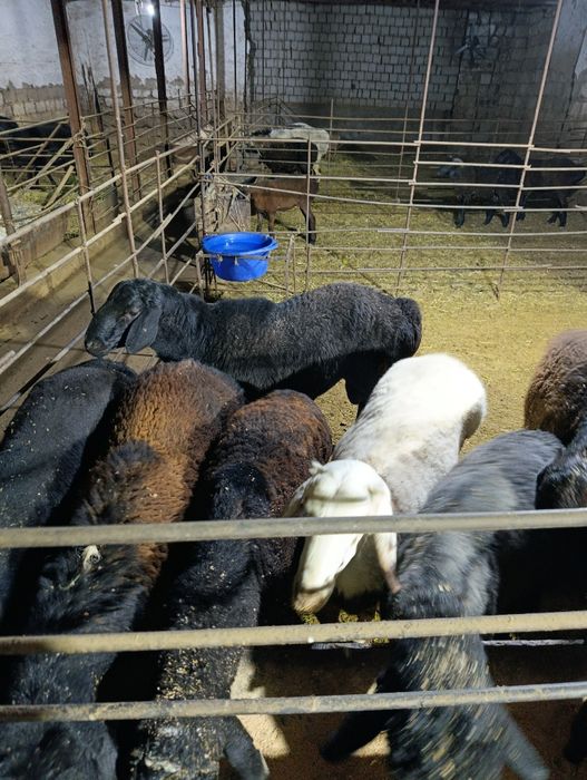 Qassob_serviz UZBEGIM_QASSOBLARI jivoy vesiga 85.000 mingdan