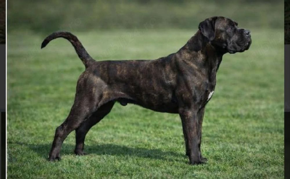 Mascul cane corso