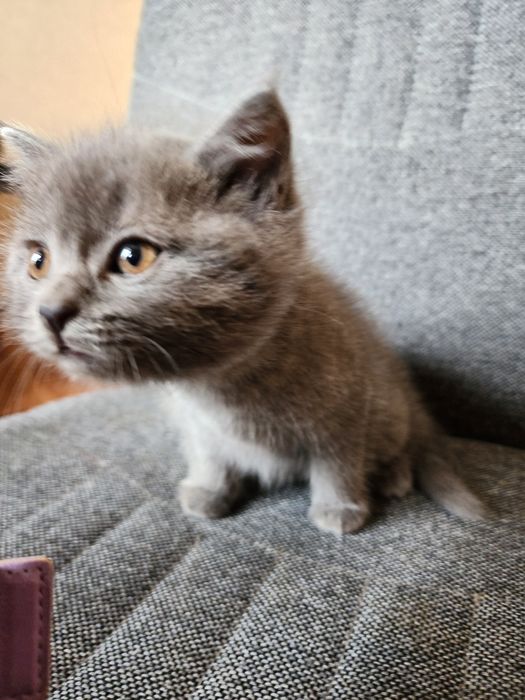 Продам домашних котят