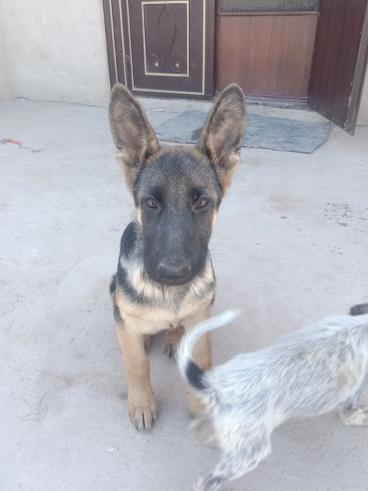 Немески.авчарка.сатилади