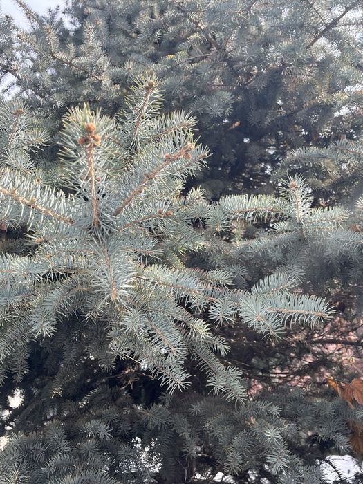 Ёлка голубая (красивая)