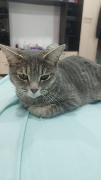 Отдам кошку в хорошие руки