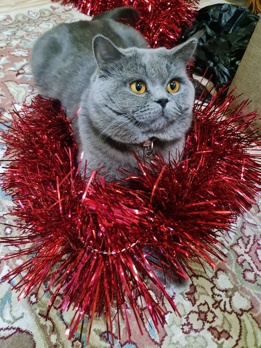 Вязка, кот Бакс страйт.