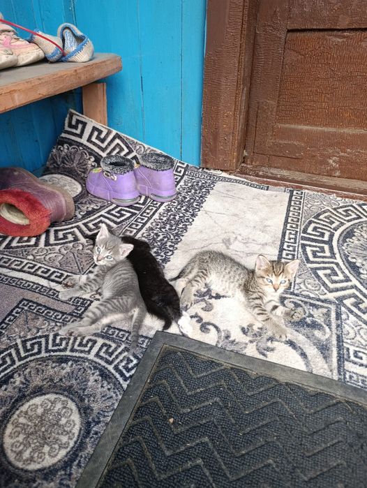 Отдам в хорошие руки
