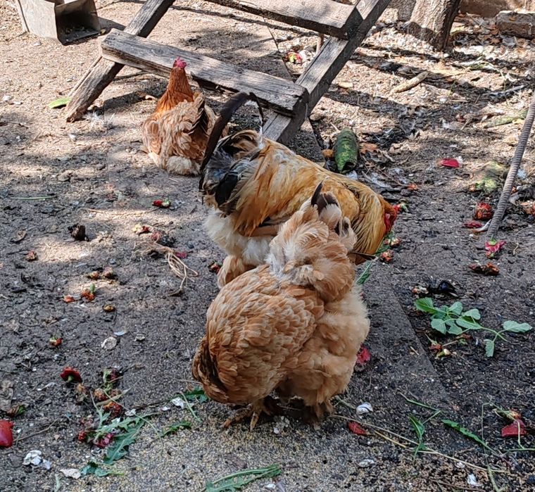 Păsări de curte, Brahma - de vanzare