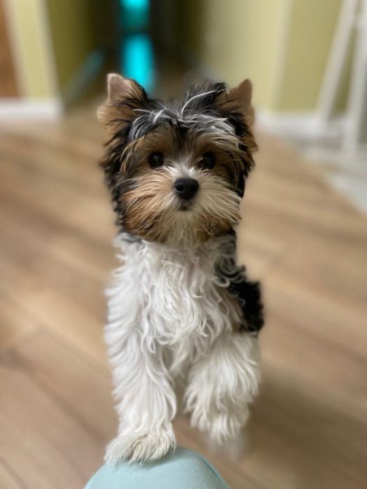 Бивер йорк щенок девочка