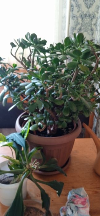 Цветок женское счастье