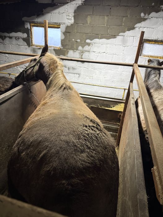 Лошадь крупная с откорма.