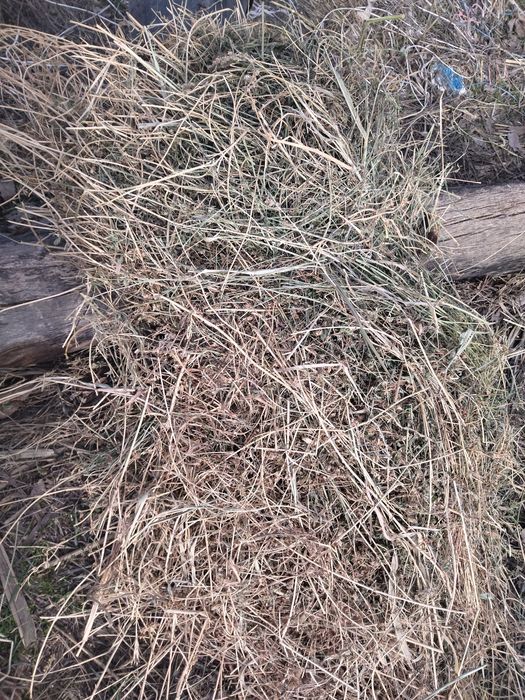 Xas sotiladi kelishilgan narxda