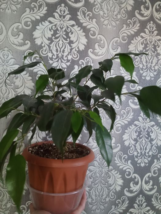 Строманта Фикусы