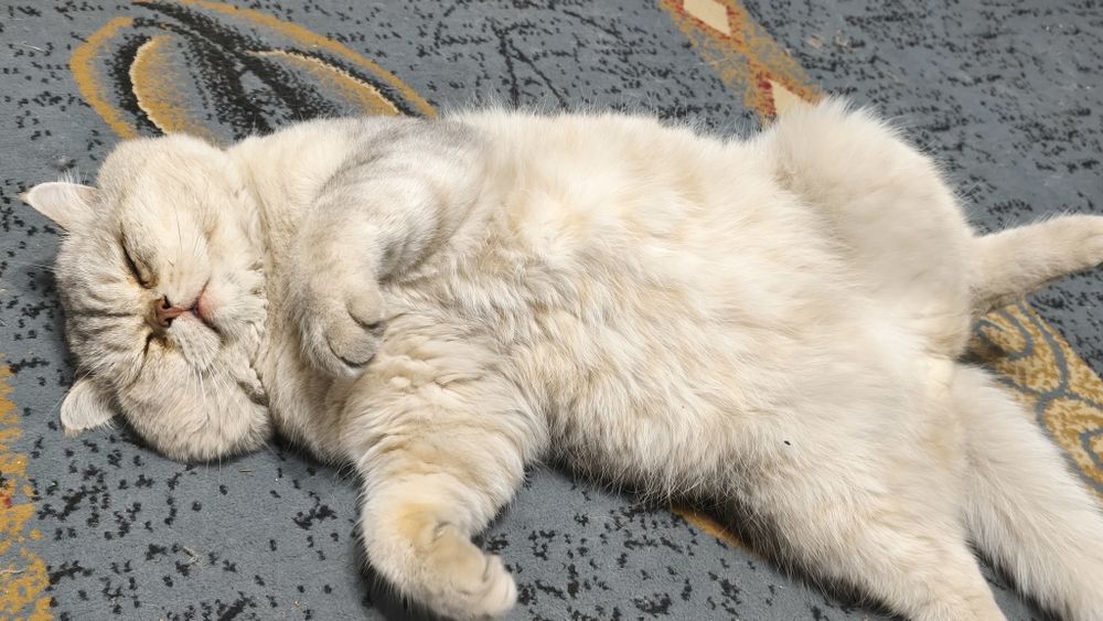 Шотландский кот вязка