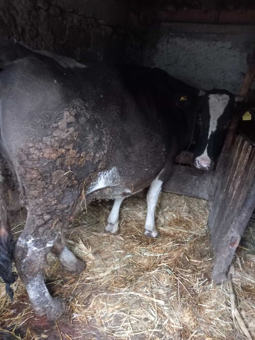 Vand vaca cu vitel in burta