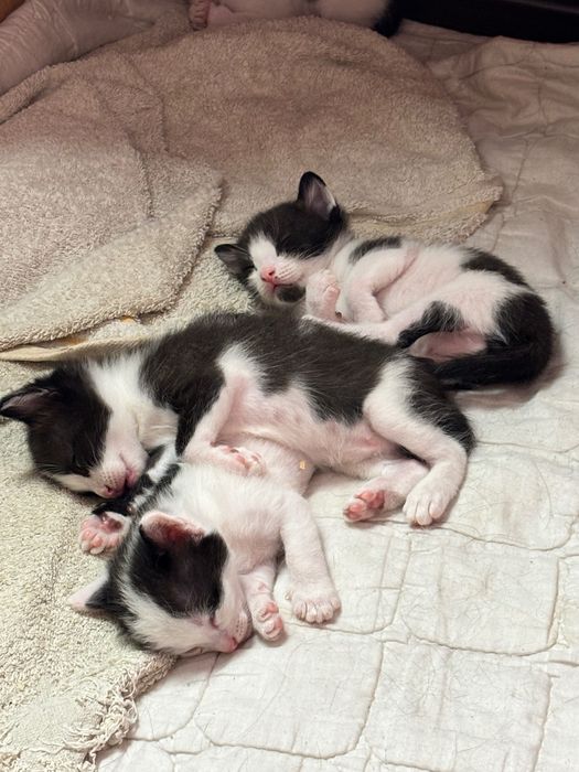 Котята в добрые руки бесплатно
