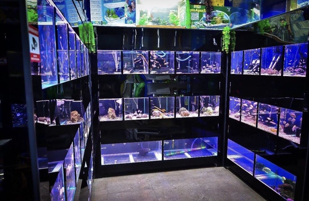 Аквариумистика в "Живом Уголке" в Таугуле