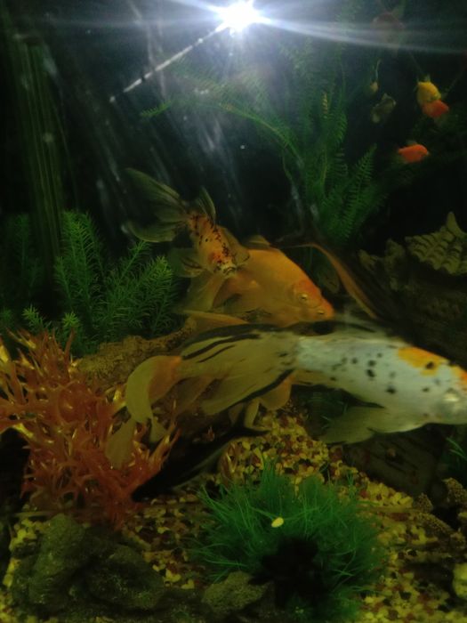 Аквариум с рыбками