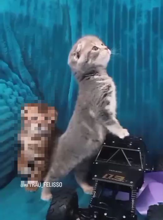 Милашечка продается