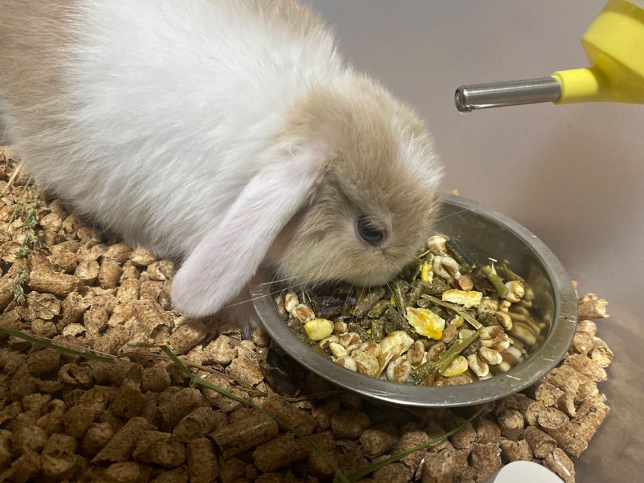 Продам декоративный кролик