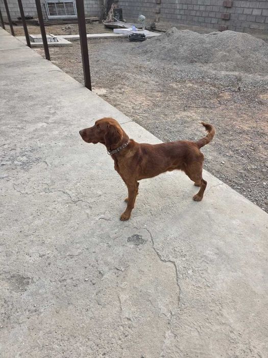 Вязка / жүптастыру