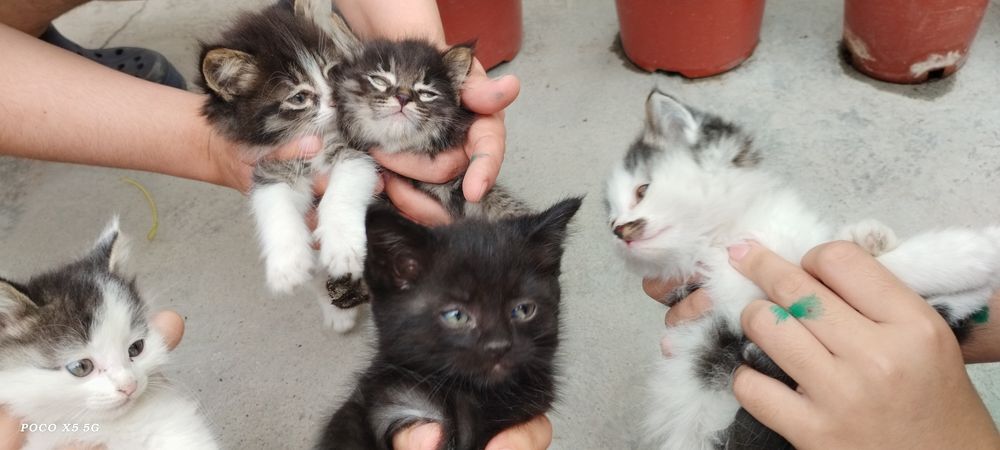 Продам котят, мушукчалар сотилади